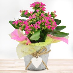 Kalanchoe in Pink
