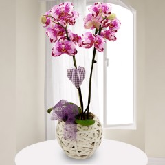 Rosa-Pink marmorierte Orchidee (Phalaenopsis) mit Rebkorb