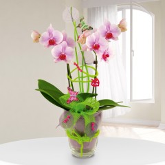 Exklusives Orchideengesteck (Phalaenopsis) in Rosa im Glas