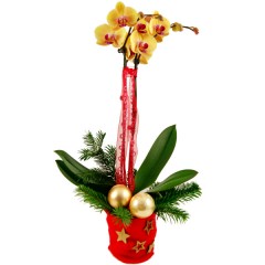 Weihnachten Phalaenopsis Gelb-Rot