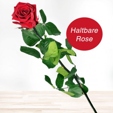 Haltbare rote Rose