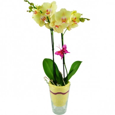 Dekorative, gelbe Orchidee (Phalaenopsis) im Glas