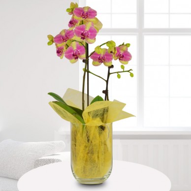 Gelb-Pink Orchidee