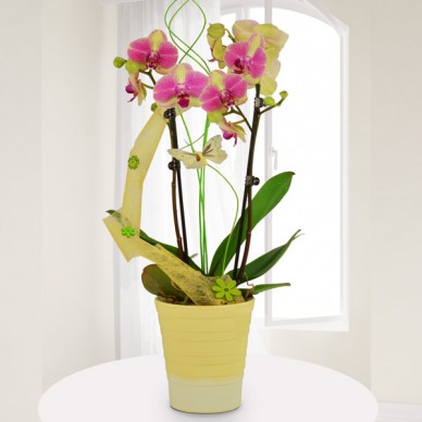 Gelb-Pink Orchidee