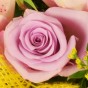Rosa-lilafarbene Rose