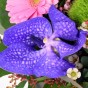 Blaue Orchideenblüte