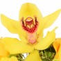 Gelbe Orchideenblüte