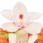 Weiße Orchideenblüte