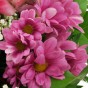 Rosa-lilafarbene Chrysantheme