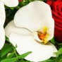 Weiße Phalaenopsisblüte
