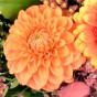 Orangefarbene Dahlienblüte