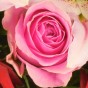 Pinkfarbene Rose