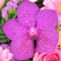 Pinkfarbene Vanda (Orchidee)