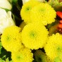 Gelbe, mehrblütige Chrysantheme