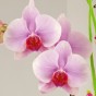 Phalaenopsis-Blüte in Rosa