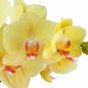 Blüte der Phalaenopsis