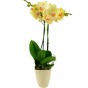 Gelbe Orchidee (Phalaenopsis) mit Keramikübertopf