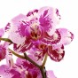 Blüte der Phalaenopsis