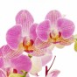 Blüten der Phalaenopsis