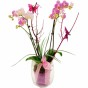 Orchideentraum (Phalaenopsis) in Rosa-Pink im Glas