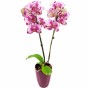Rosa-Pink marmorierte Orchidee (Phalaenopsis) mit Keramikübertopf