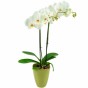 Weiße Orchidee (Phalaenopsis) mit Keramikübertopf