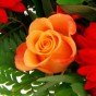 Orangefarbene Rosen