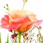 Rosa-apricotfarbene Rose