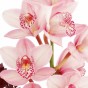 Rosa Orchideenblüten