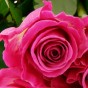Pinkfarbene Rosenblüte