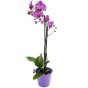 Zimmerpflanze Phalaenopsis pink (ohne Übertopf)